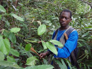 熱帯雨林研究のアシスタント